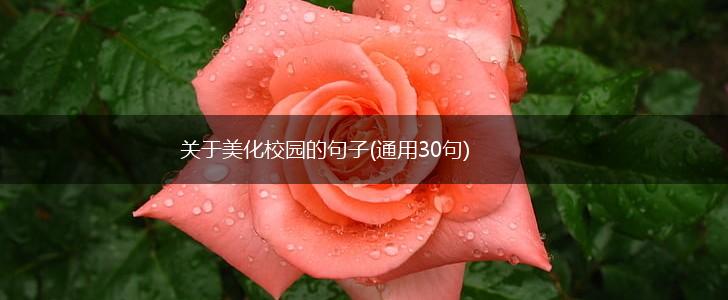 关于美化校园的句子(通用30句),第1张