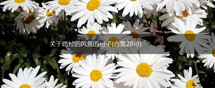 关于路过的风景的句子(合集20句),第1张