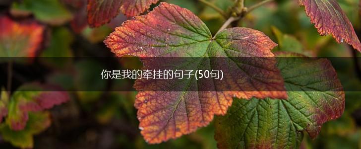 你是我的牵挂的句子(50句),第1张