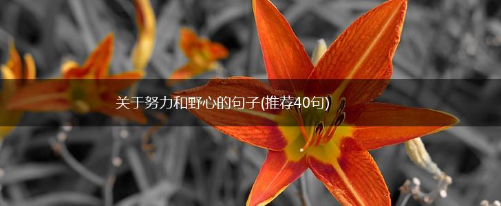 关于努力和野心的句子(推荐40句),第1张