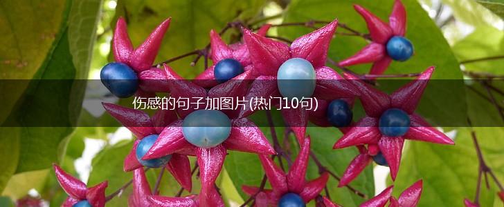 伤感的句子加图片(热门10句),第1张