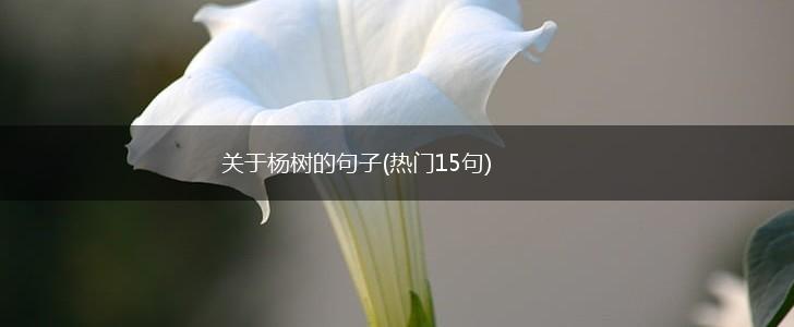 关于杨树的句子(热门15句),第1张