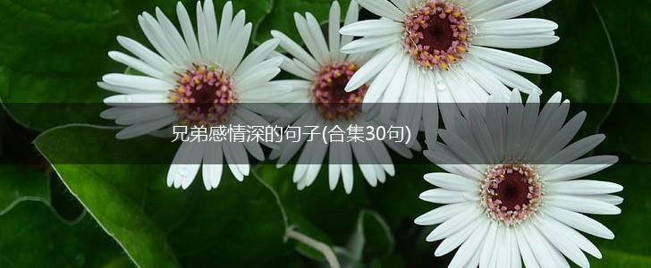 兄弟感情深的句子(合集30句),第1张