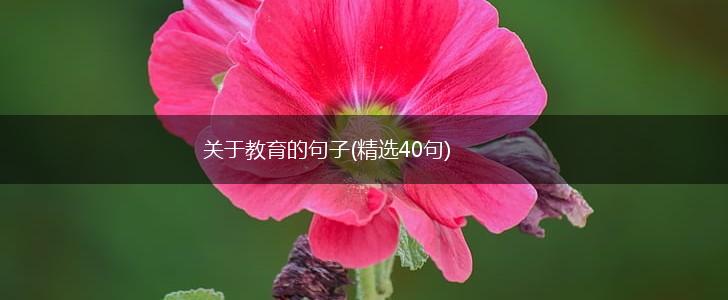 关于教育的句子(精选40句),第1张