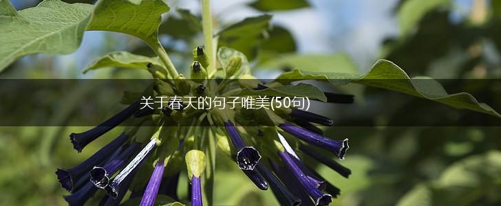 关于春天的句子唯美(50句),第1张