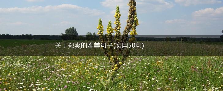 关于郑爽的唯美句子(实用50句),第1张