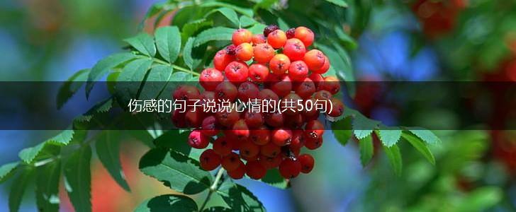 伤感的句子说说心情的(共50句),第1张