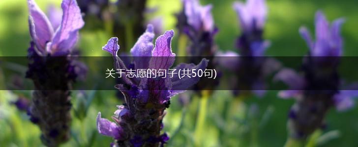 关于志愿的句子(共50句),第1张