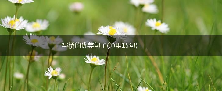 写桥的优美句子(通用15句),第1张