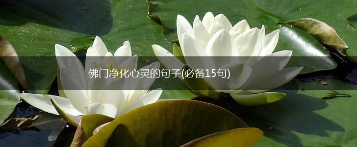 佛门净化心灵的句子(必备15句),第1张