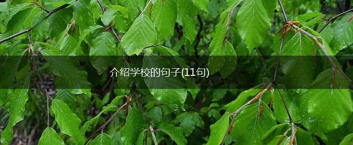介绍学校的句子(11句),第1张