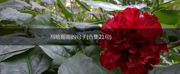 写给哥哥的句子(合集21句),第1张