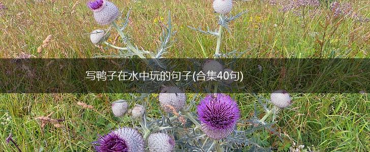 写鸭子在水中玩的句子(合集40句),第1张
