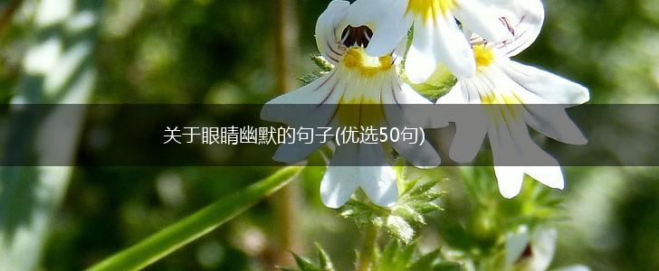 关于眼睛幽默的句子(优选50句),第1张