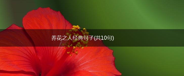 养花之人经典句子(共10句),第1张