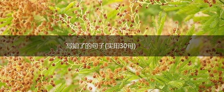 写知了的句子(实用30句),第1张