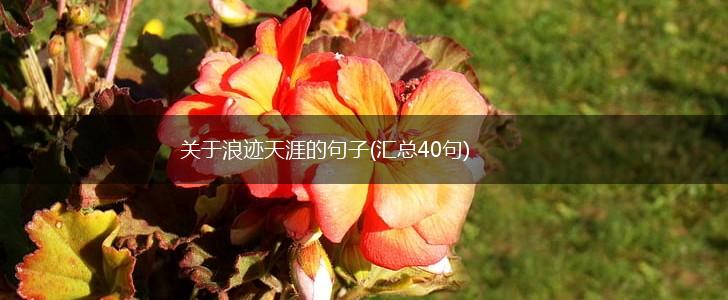 关于浪迹天涯的句子(汇总40句),第1张