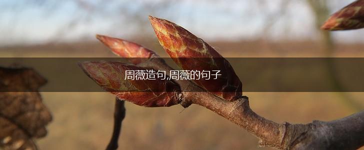 周薇造句,周薇的句子,第1张
