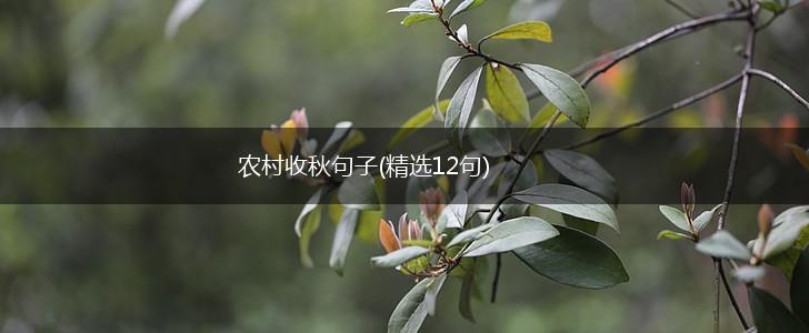 农村收秋句子(精选12句),第1张