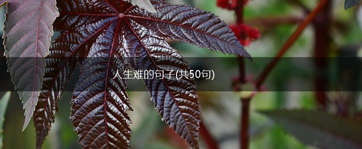 人生难的句子(共50句),第1张