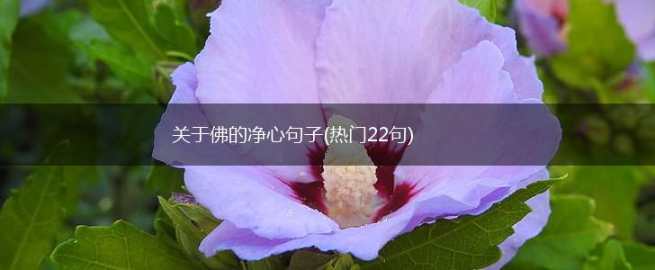 关于佛的净心句子(热门22句),第1张