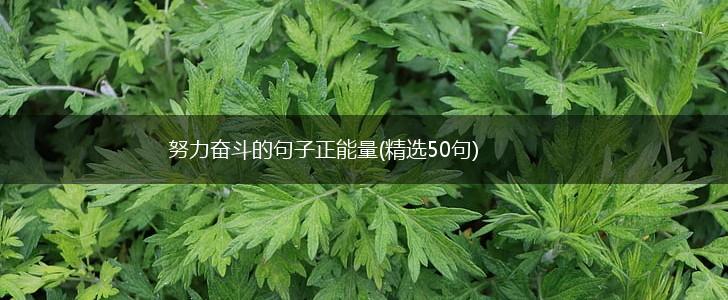 努力奋斗的句子正能量(精选50句),第1张