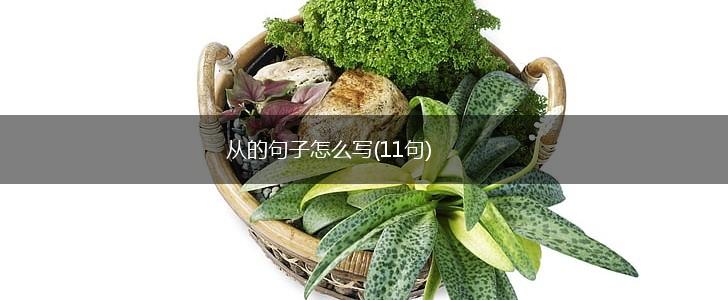从的句子怎么写(11句),第1张