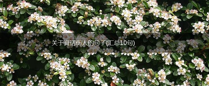 关于真话伤人的句子(汇总10句),第1张
