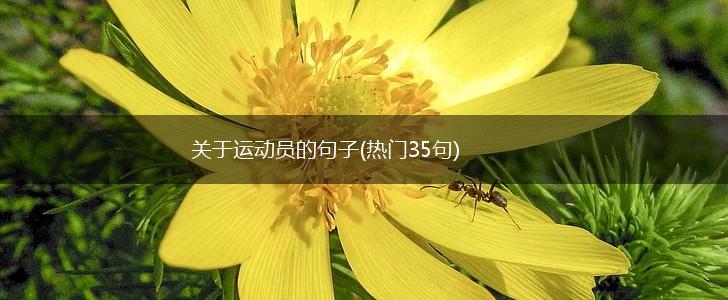 关于运动员的句子(热门35句),第1张