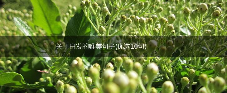 关于白发的唯美句子(优选10句),第1张