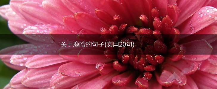 关于鹿晗的句子(实用20句),第1张