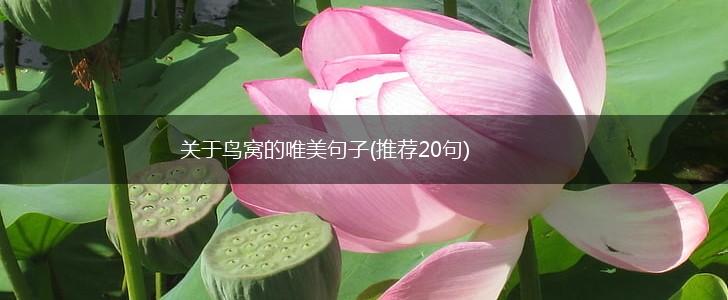 关于鸟窝的唯美句子(推荐20句),第1张