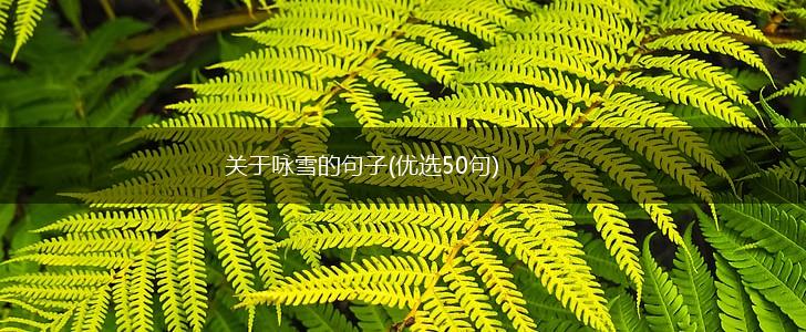 关于咏雪的句子(优选50句),第1张