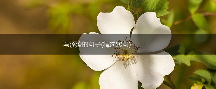 写溪流的句子(精选50句),第1张