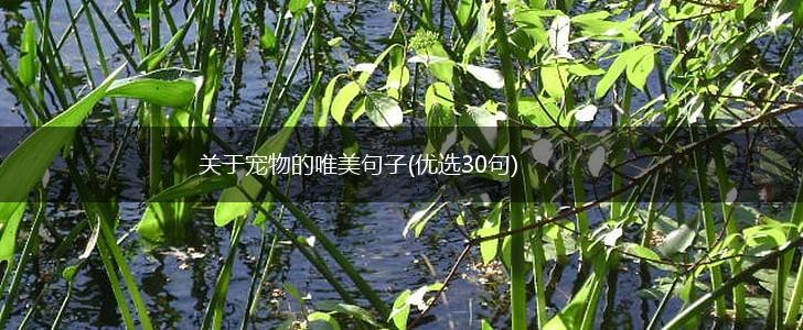 关于宠物的唯美句子(优选30句),第1张