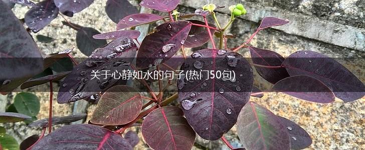 关于心静如水的句子(热门50句),第1张