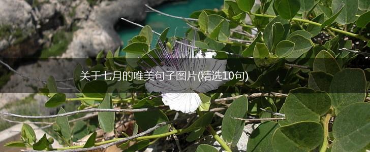 关于七月的唯美句子图片(精选10句),第1张
