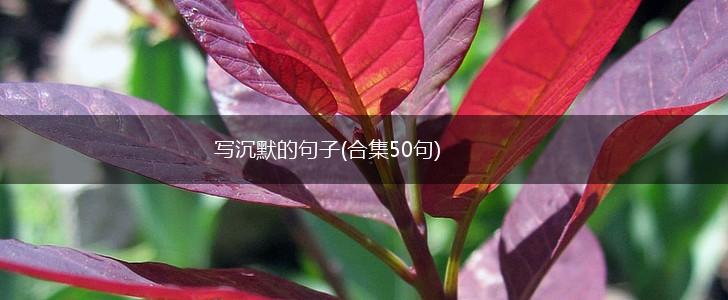 写沉默的句子(合集50句),第1张