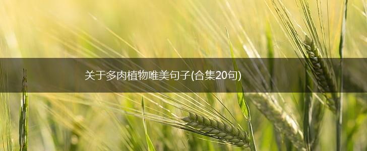 关于多肉植物唯美句子(合集20句),第1张