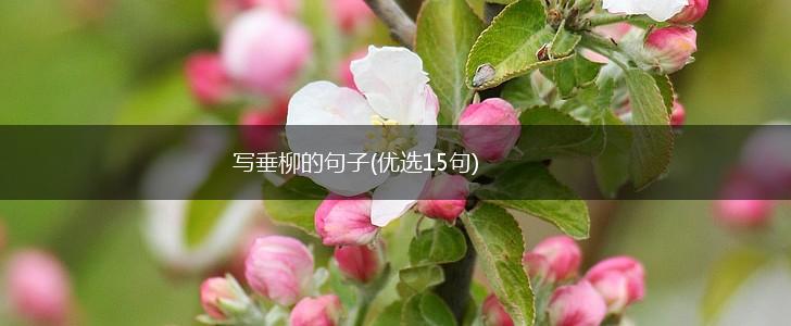 写垂柳的句子(优选15句),第1张