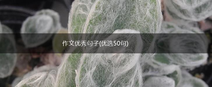 作文优秀句子(优选50句),第1张