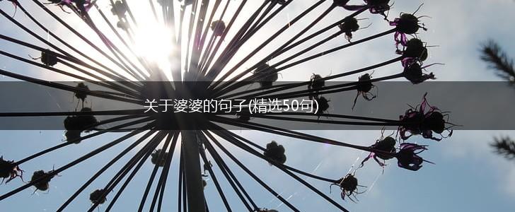 关于婆婆的句子(精选50句),第1张