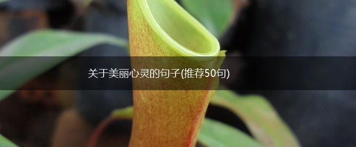 关于美丽心灵的句子(推荐50句),第1张