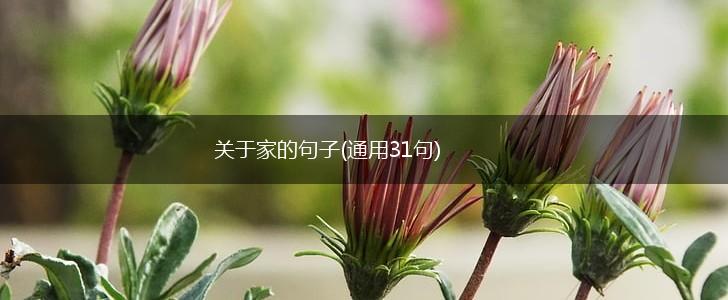 关于家的句子(通用31句),第1张