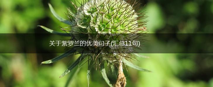 关于紫罗兰的优美句子(汇总11句),第1张