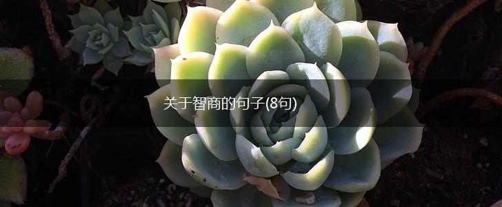 关于智商的句子(8句),第1张