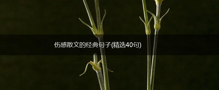 伤感散文的经典句子(精选40句),第1张 伤感散文的经典句子(精选40句),第1张
