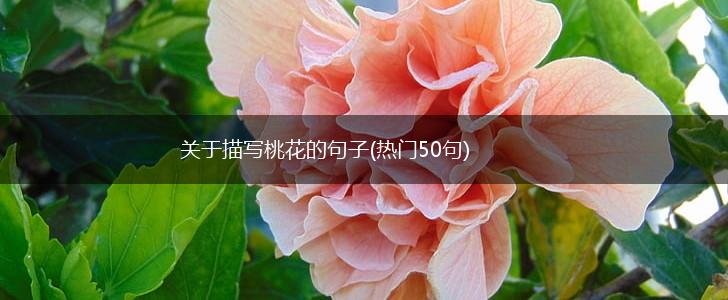 关于描写桃花的句子(热门50句),第1张