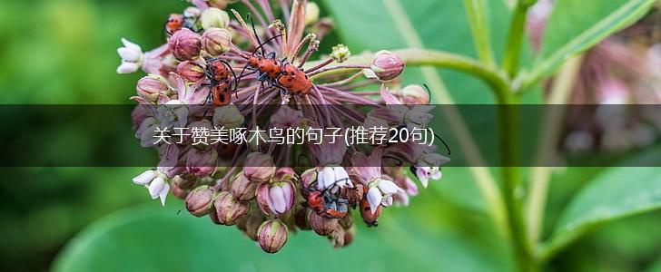 关于赞美啄木鸟的句子(推荐20句),第1张