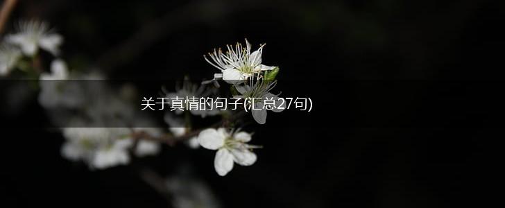 关于真情的句子(汇总27句),第1张
